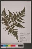 Pteridium aquilinum (L.) Kuhn subsp. latiusculum (Desv.) Shieh 