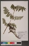 Dennstaedtia scandens (Blume) Moore `J