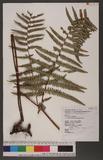 Pteridium revolutum (Bl.) Nakai rj