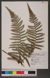 Pteridium revolutum (Bl.) Nakai rj