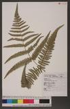 Pteridium revolutum (Bl.) Nakai rj