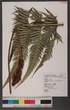 Woodwardia orientalis Sw.var. formosana Rosenst. OWΌ