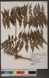 Dennstaedtia scandens (Blume) Moore `J