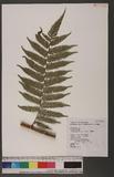 Cyathea spinulosa wall. ex Hook. OW
