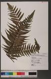 cyathea podophylla (Hook.) Copel. 