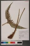 Woodwardia orientalis Sw. var. formosana Rosenst. OWΌ