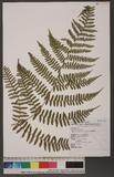 Hypolepis tenuifolia (Forst.) Bernh. ӸV