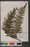 Cyathea podophylla ( Hook.) Copel. 