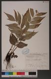 Cyrtomium falcatum (L. f.) Presl 全緣貫眾蕨