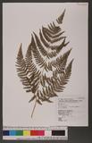 Pteridium aquilinum (L.) Kuhn subsp. wightianum (Wall.) Shieh rj