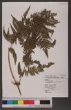 Pteridium aquilinum (L.) Kuhn subsp. wightianum (Wall.) Shieh rj