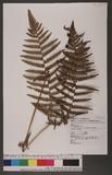 Pteridium aquilinum (L.) Kuhn subsp. wightianum (Wall.) Shieh rj