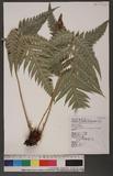 Woodwardia orientalis Sw. var. formosana Rosenst. OWΌ