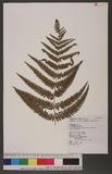 Pteridium aquilinum (L.) Kuhn subsp. wightianum (Wall.) Shieh rj