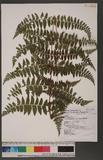 Dennstaedtia scandens (Blume) Moore `J