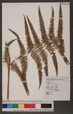 Pteridium aquilinum (L.) Kuhn subsp. wightianum (Wall.) Shieh rj