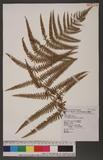 Pteridium aquilinum (L.) Kuhn subsp. wightianum (Wall.) Shieh rj