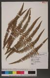 Pteridium aquilinum (L.) Kuhn subsp. wightianum (Wall.) Shieh rj