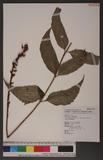 Cyrtomium falcatum (L. f.) Presl var.devexiscapulae (Koidz). `e