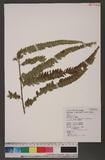 Microlepia calvescens (Wall.) Presl var. intramarginalis (Tagawa) Shieh е\