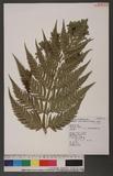 Woodwardia orientalis Sw. var.formosana Rosent. OWΌ