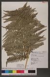 Pteridium aquilinum (L.) Kuhn subsp. wightianum (Wall.) Shieh rj