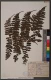Acrophorus stipellatus (Wall.) Moore 쿹
