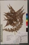 Lastreopsis tenera (R. Br.) Tindale 