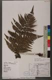 Athyrium arisanense (Hayata) Tagawa s\