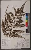 Athyrium erythropodum Hayata `\