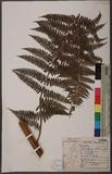 Dennstaedtia smithii (Hook.) Moore qJ