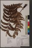 Polystichum falcatipinnum Hayata Iտ