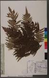 Alsophila spinulosa (Hook.) Tryon OW