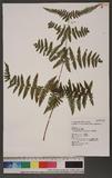 Hypolepis tenuifolia (Forst.) Bernh. ӸV