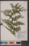 Microlepia herbacea Ching et C. Chr. var. trichosora (Ching) Serizawa n\
