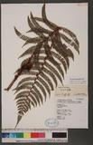 Polystichum kodamae Tagawa ɤտ