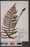 Polystichum kodamae Tagawa ɤտ