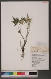 Cheilanthes argentea (Gmel.) Kunze 長柄粉背蕨