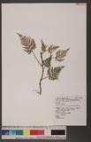 Humata chrysanthemifolia (Hayata) Hayata sۿ