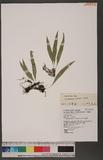 Lepisorus clathratus (Clarke) Ching ˸