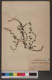 Bothriospermum tenellum (Hornemann) Fischer & Meyer l