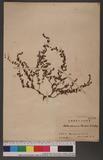 Bothriospermum tenellum (Hornemann) Fischer & Meyer l