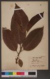 Michelia alba DC. 白玉蘭
