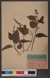 Mallotus repandus (Willd.) Muell. -Arg. 