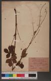 Agrimonia eupatoria L. var. pilosa Makino