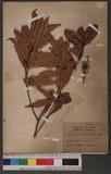 Lithocarpus ternaticupula (Hayata) Hayata