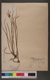 Carex pseudo-japonica Hayata