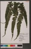 Microlepia herbacea Ching et C.Chr. var. trichosora (Ching) Serizawa \