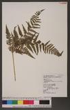 Pteridium aquilinum (L.) Kuhn subsp. latiusculum (Desv.) Shieh 