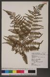 Pteridium aquilinum (L.) Kuhn subsp. latiusculum (Desv.) Shieh 